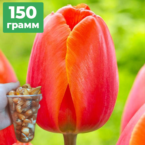 150грам деток тюльпана Ad Rem (Ад Рем)