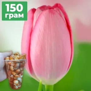 150г діток тюльпана Sissi
