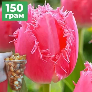 150 грам деток тюльпана Cacharel (Качарел)