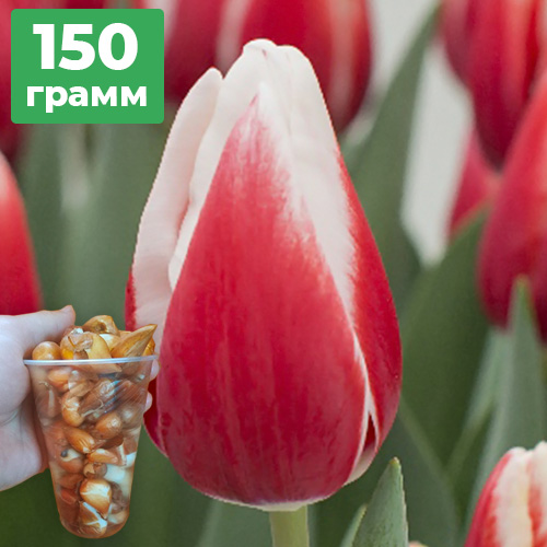 150грам деток тюльпана тріумф Kung-Fu (Кунг Фу)
