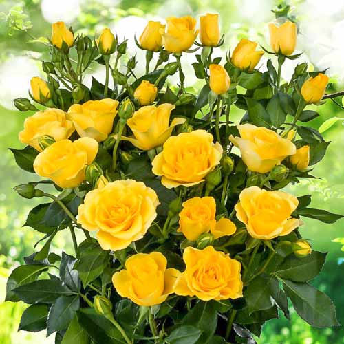 Саджанці рози Спрей Жовта - Image 5