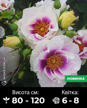 Саджанці рози Айс Фо Ю