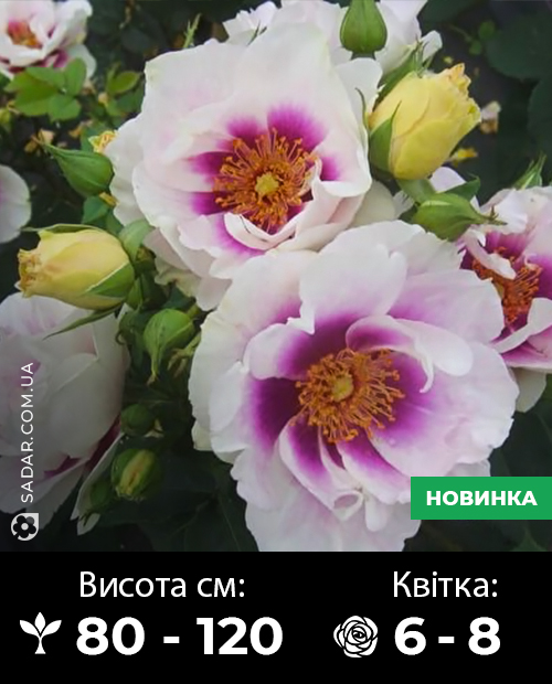 Саджанці рози Айс Фо Ю