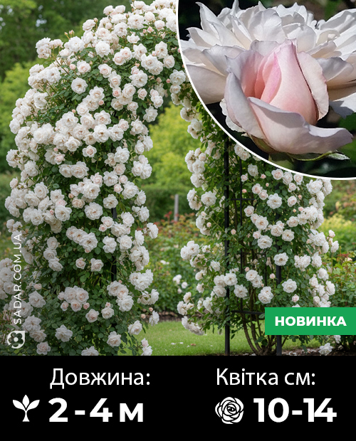 Саджанці рози Альбатрос