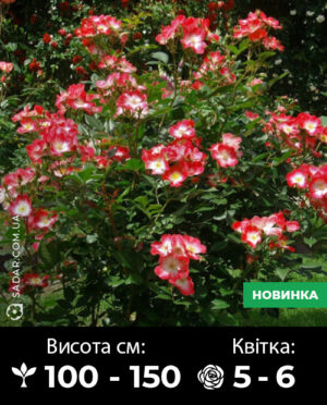 Саджанці рози Букава