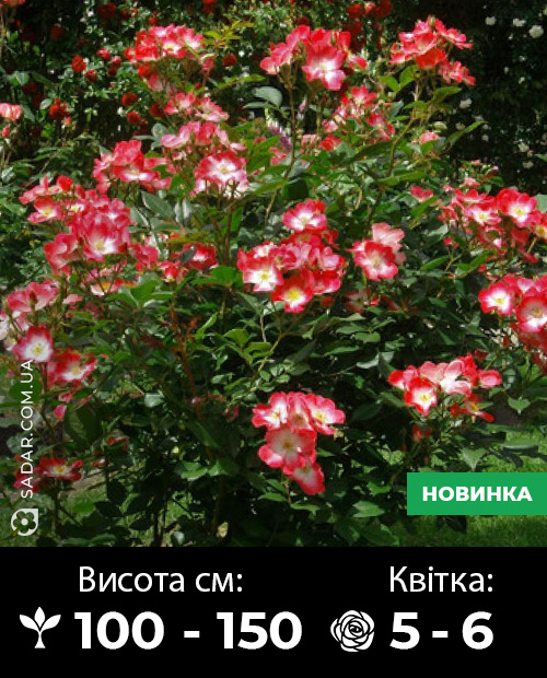 Саджанці рози Букава
