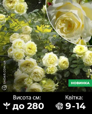 Саджанці рози Ельф (плетиста)