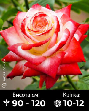 Саджанці рози Імператриця
