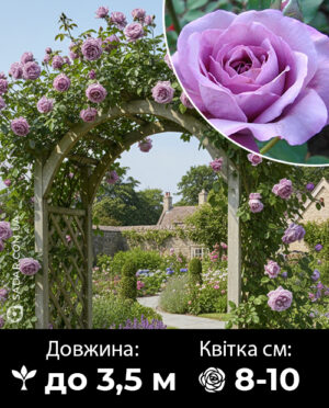 Саджанці рози Індіголетта (плетиста)