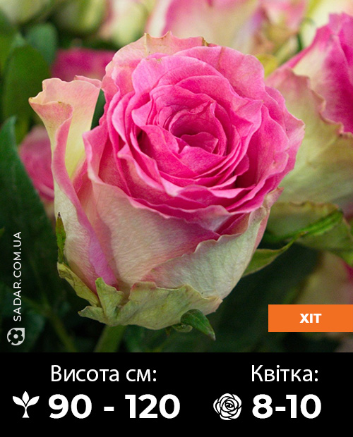 Саджанці рози Малібу