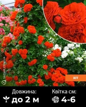 Саджанці рози Мейландіна (Супер рання)