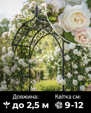 Саджанці рози Мон Блан (плетиста)
