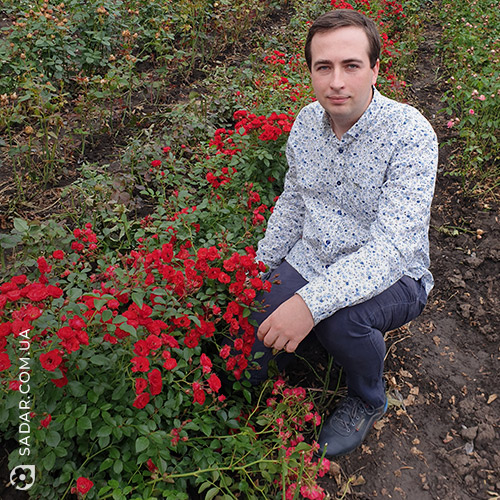 Саджанці рози Ред Фейрі (Грунтопокривна) - Image 5