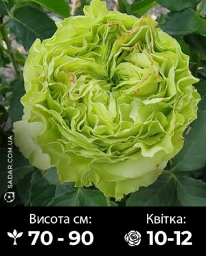 Саджанці рози Супер Грін