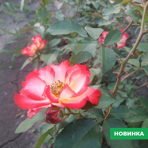 Саджанці рози Букава - Image 3