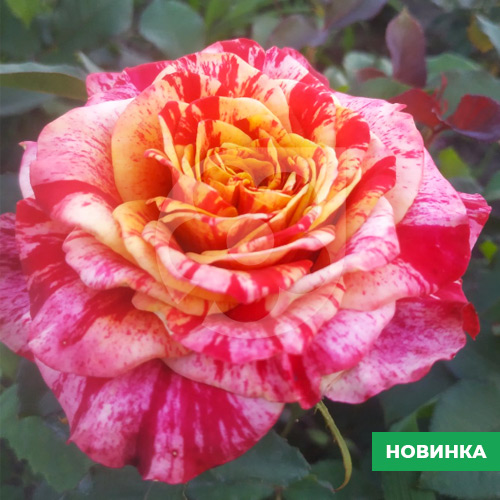 Саджанці рози Фаєр Крек - Image 3