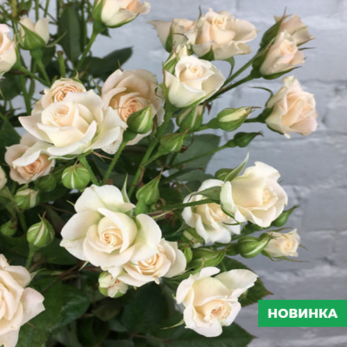 Саджанці рози Спрей Крем Безе