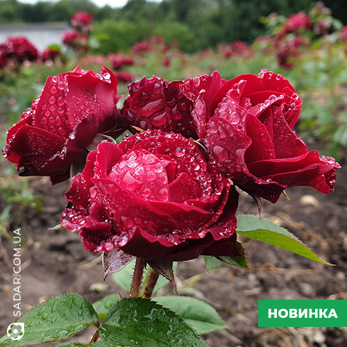 Саджанці рози Спрей Блек Джек