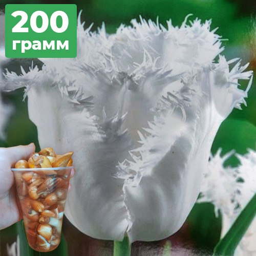 200грамм деток тюльпана Honeymoon