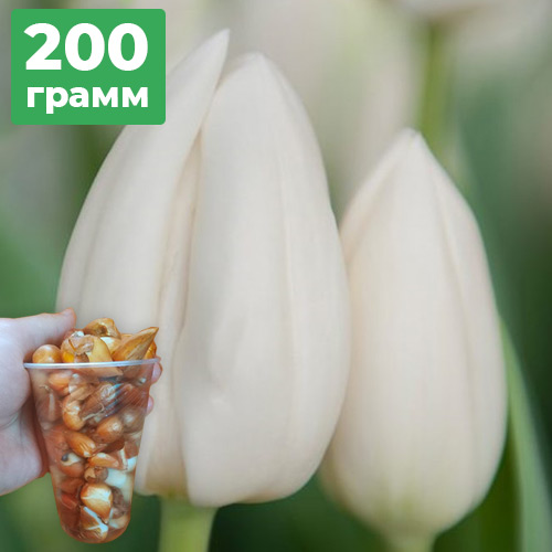 200грамм деток тюльпана Albatros