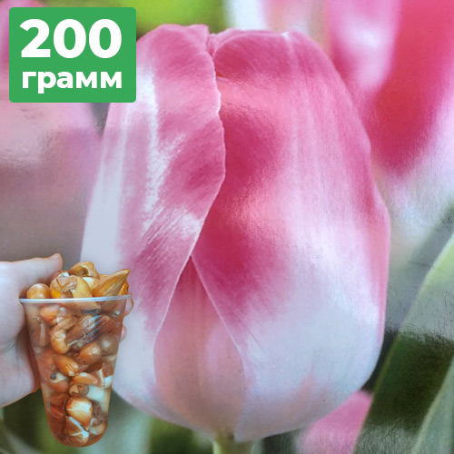 200грамм деток тюльпана Dynasty