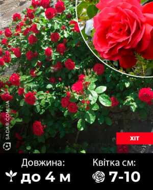 Саджанці рози Фламентанц (плетиста)