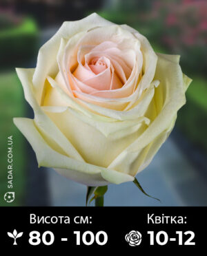 Саджанці рози Ла Перла