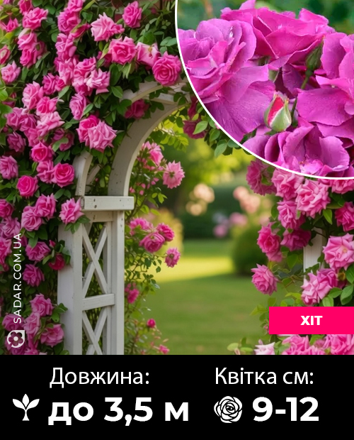 Саджанці рози Віолет Парфюм (пахуча)