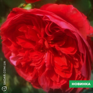 Саджанці рози Бордовий Піон (англійська)