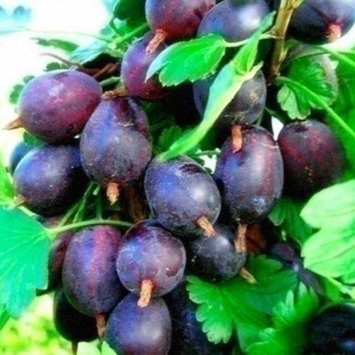 Саджанц Агрусу Черноморець