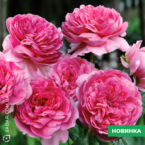 Саджанці рози Елоді Госіні