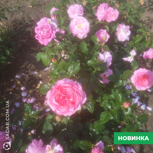 Саджанці рози Елоді Госіні - Image 2