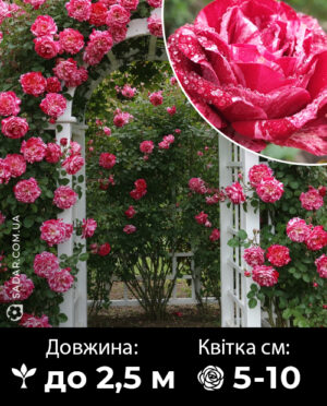 Саджанці рози Твіст (плетиста)