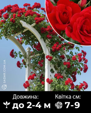 Саджанці рози Амадеус (плетиста)