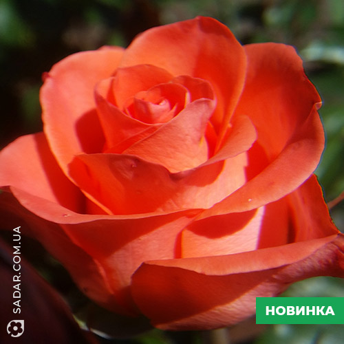 Саджанці рози Гоша