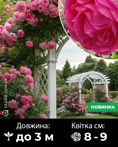 Саджанці рози Плетиста Пінк