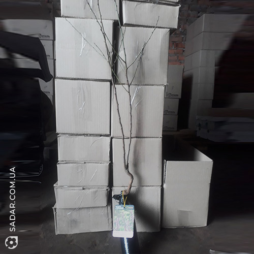 Мигдаль - Image 2