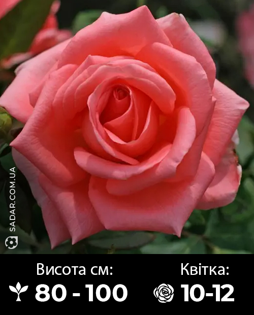 Саджанці рози Нобеліс