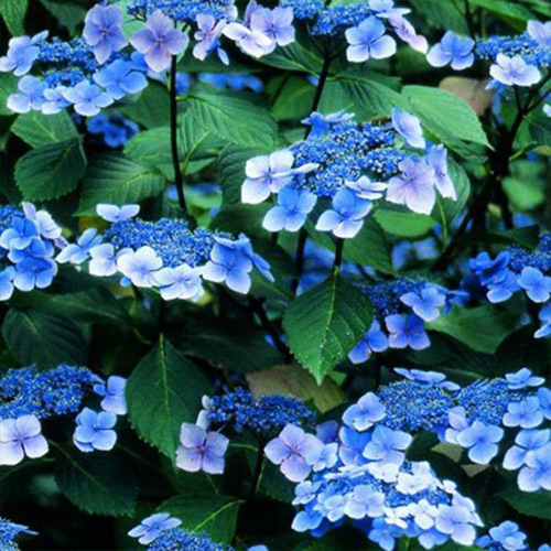 Гортензія Блюмейс (Blaumeise) - Image 2