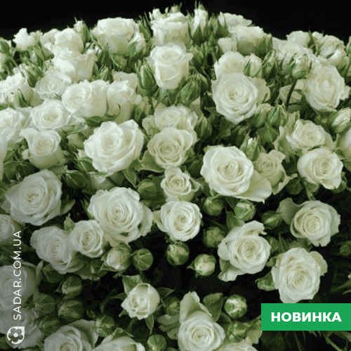 Саджанці рози спрей Вайт Лідія
