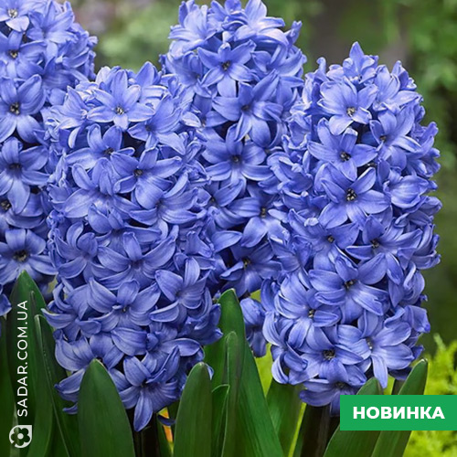Цибулина гіацинта (Blue Eyes)
