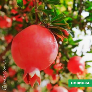 Саджанець Гранат Кримський (2 роки)