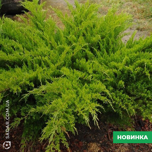 Ялівець минт джулеп (Можжевельник)