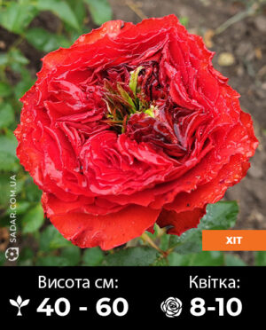 Саджанці рози Ред Айс