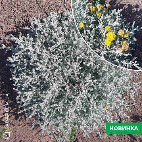 Саджанці Сантоліна Сиза (сіра)