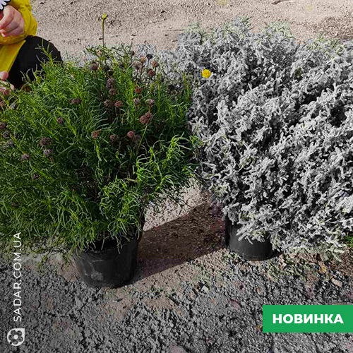 Саджанці Сантоліна Сиза (сіра) - Image 4