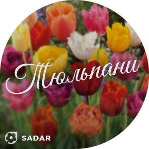 Тюльпани