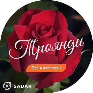 Саджанці роз