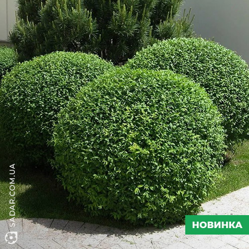 Верба шаровидна (вік 2 роки)