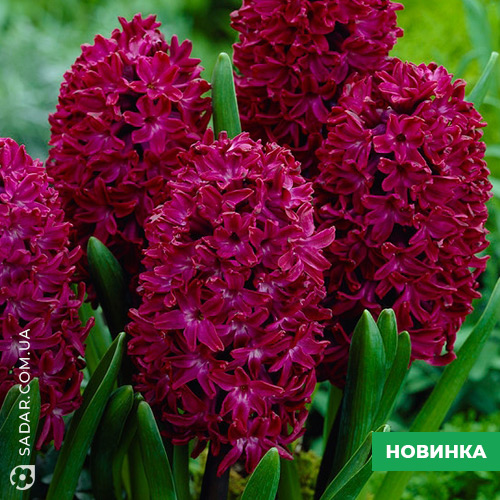 Цибулина гіацинта (Woodstock)